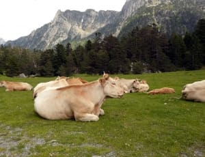 white and brown herd thumbnail