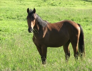 brown horse on green grass field during daytime thumbnail