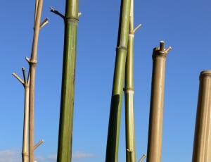bamboo plant thumbnail