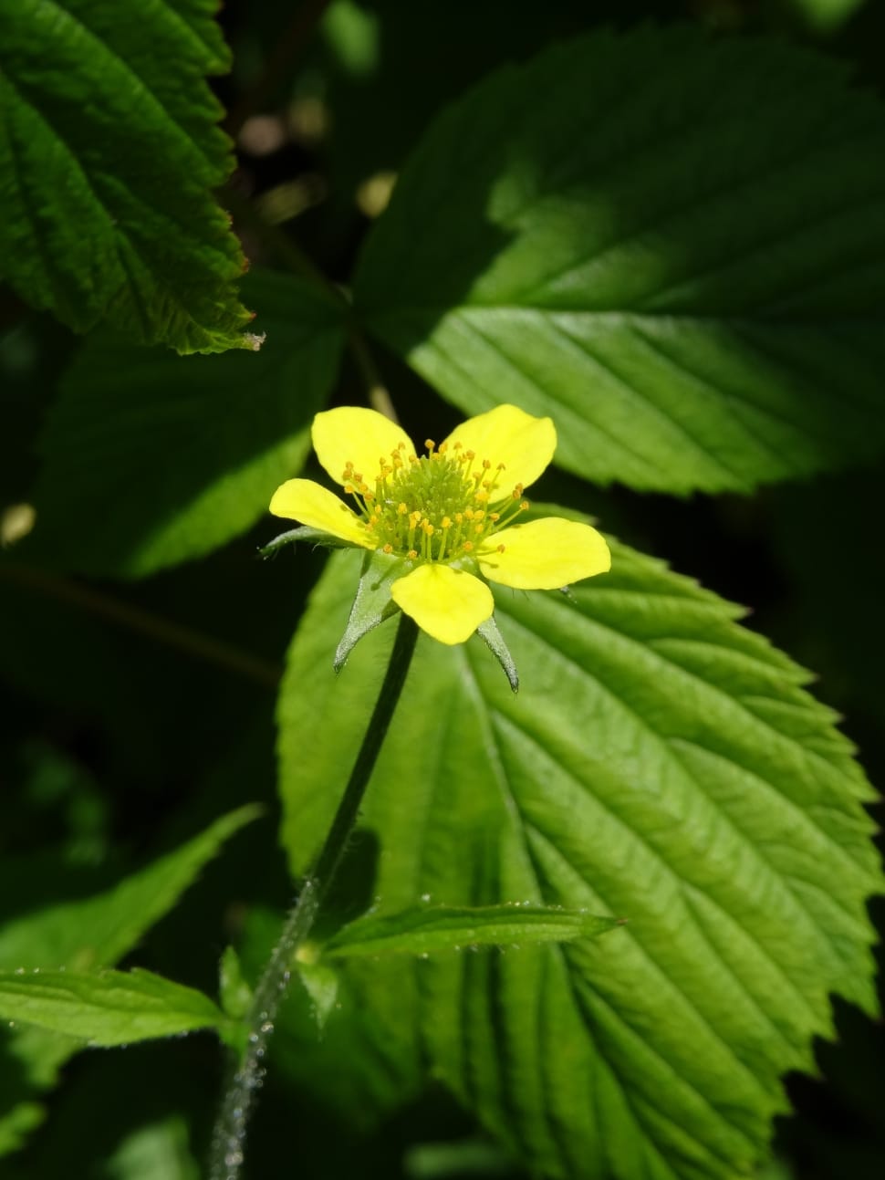 Yellow 5 Petal Flower Free Image Peakpx