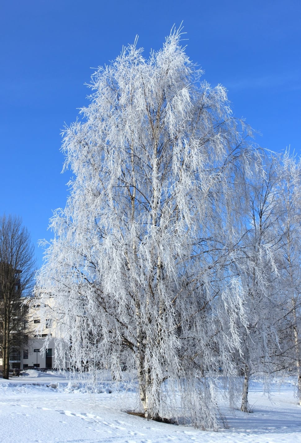 tree covering snow preview