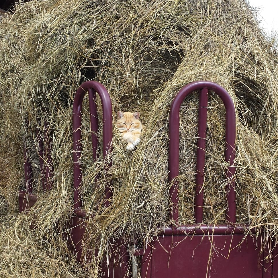 Farm, Animal, Pet, Hay, Cat, Cute, no people, outdoors preview