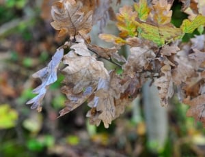 Nature, Brown, Dry, Autumn, Leaves, nature, fragility thumbnail