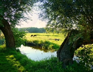 green trees beside body of water and animals during day time thumbnail