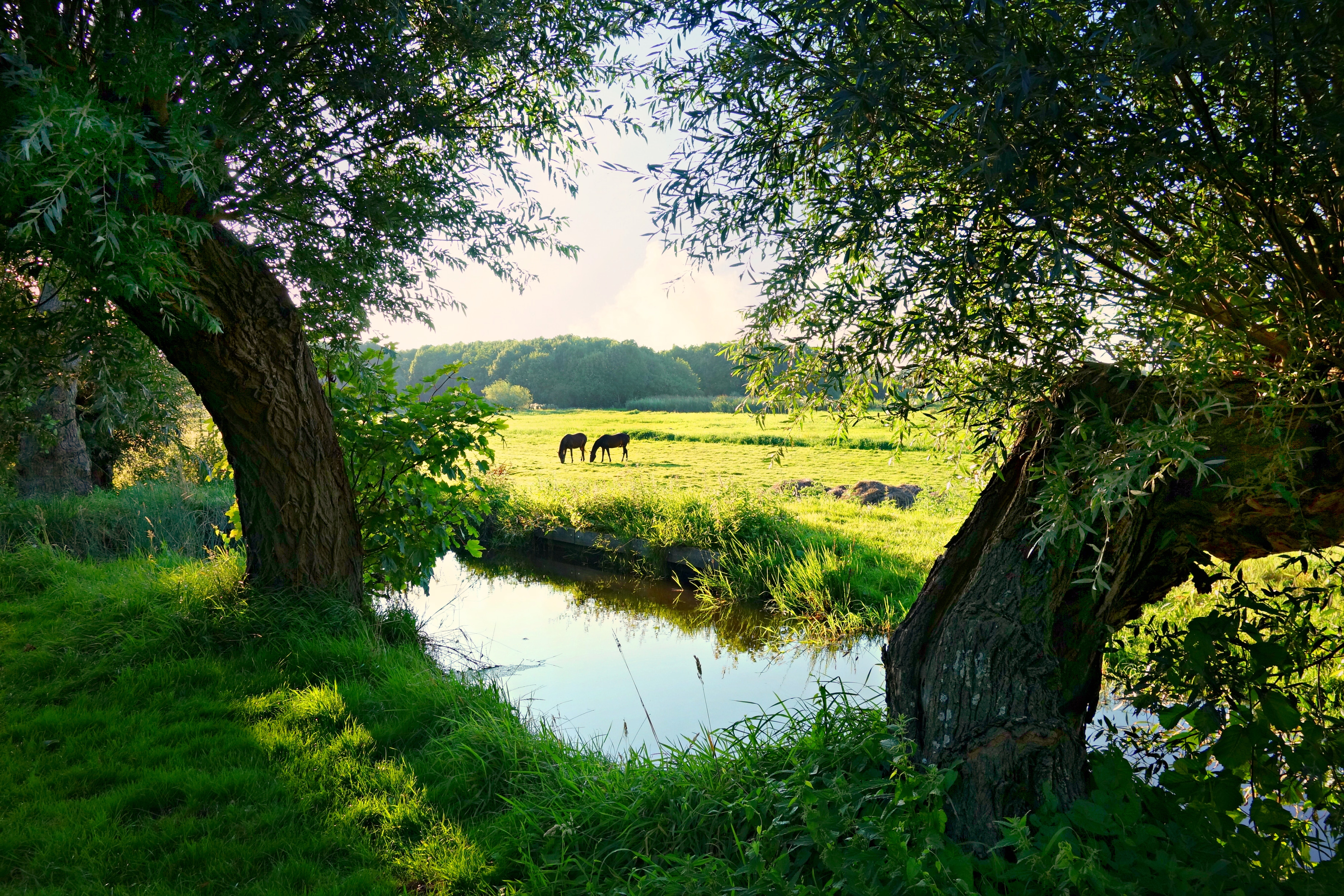 green trees beside body of water and animals during day time