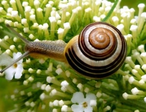 black and beige snail thumbnail