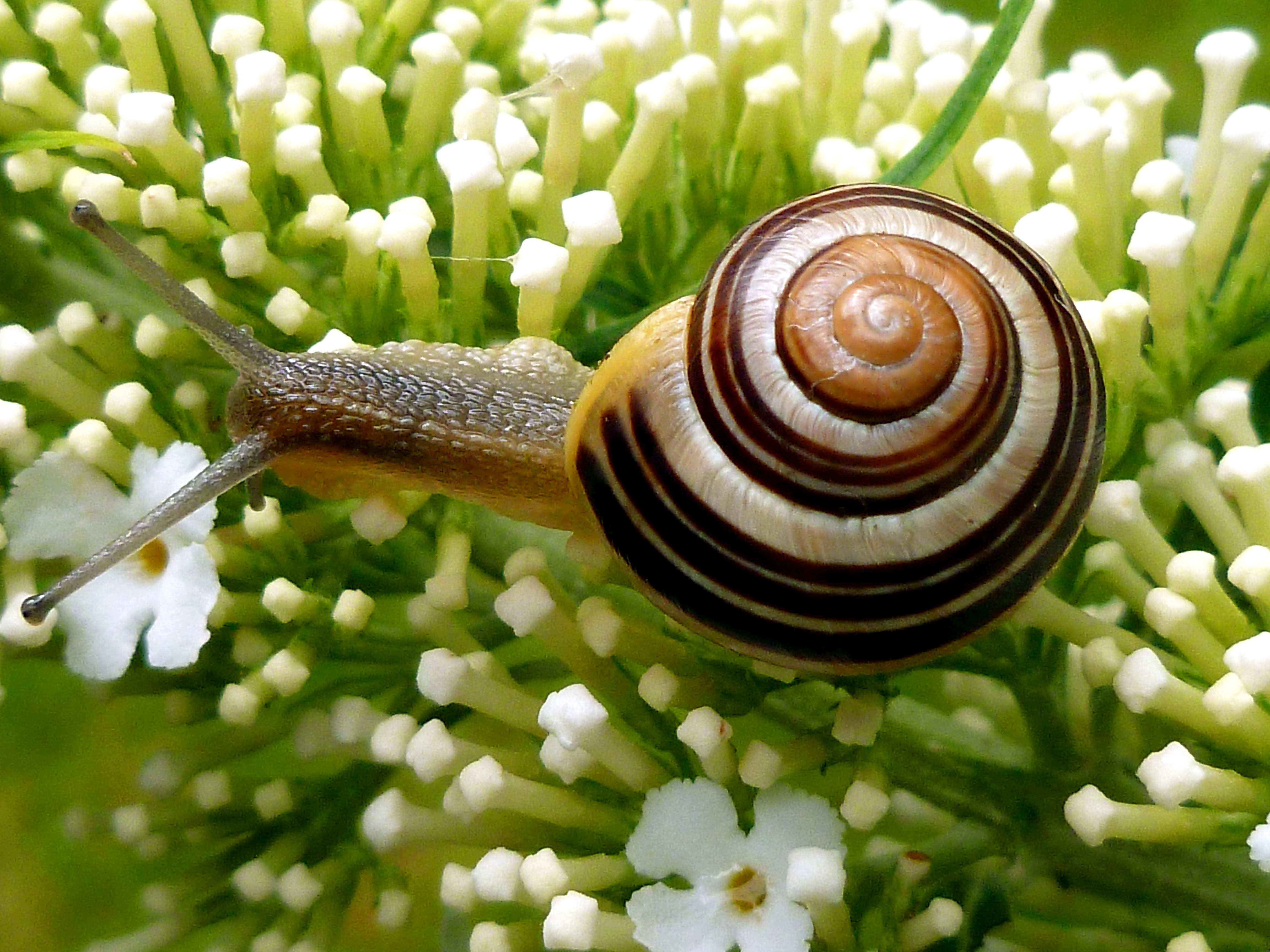 black and beige snail