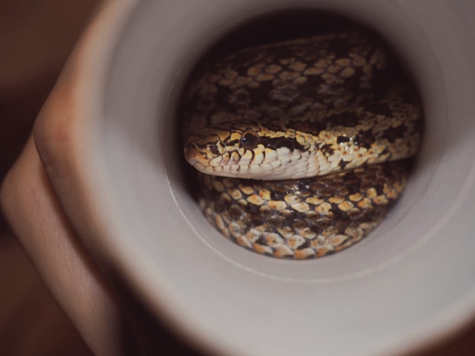 yellow and gray snake inside white ceramic vase preview