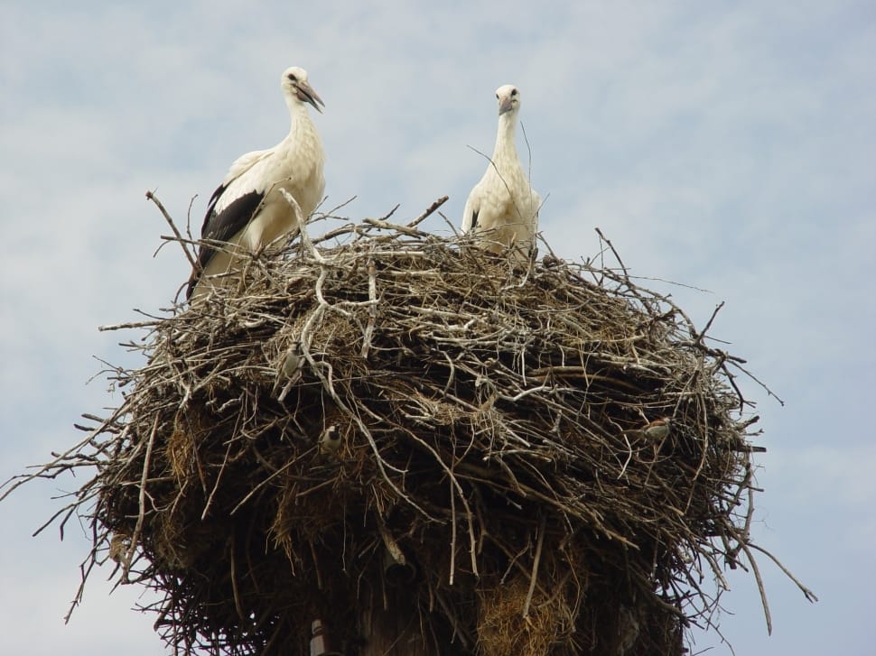 two white birds on brown nest during daytime preview