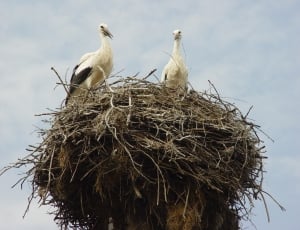 two white birds on brown nest during daytime thumbnail