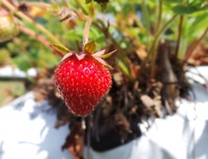red strawberry thumbnail
