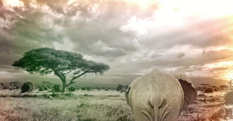 Elephant, Savanna Africa Animal, Safari, landscape, tree preview