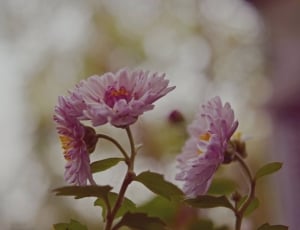 close-up photo of pink petal flowers thumbnail