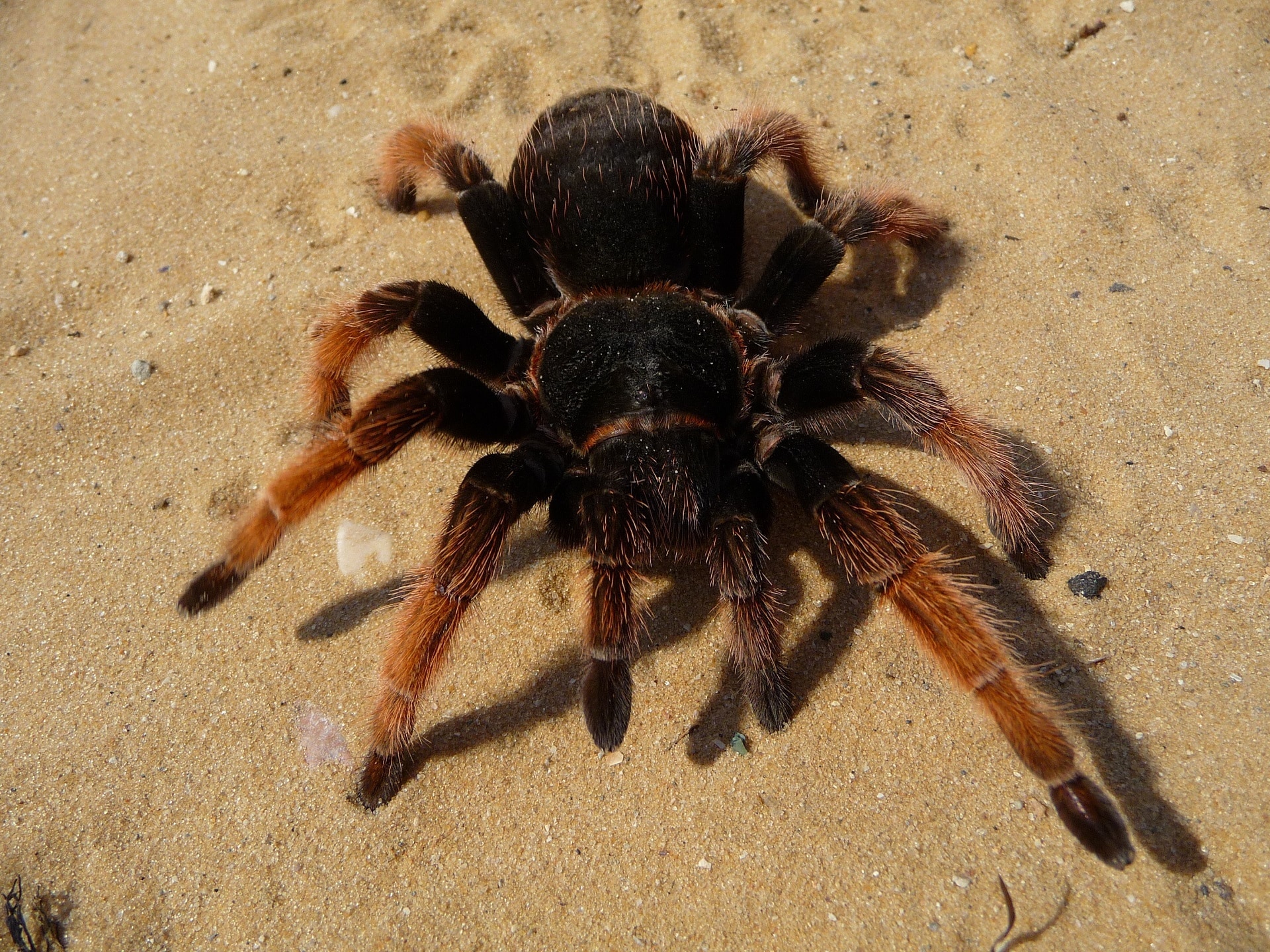 brown adn black tarantula