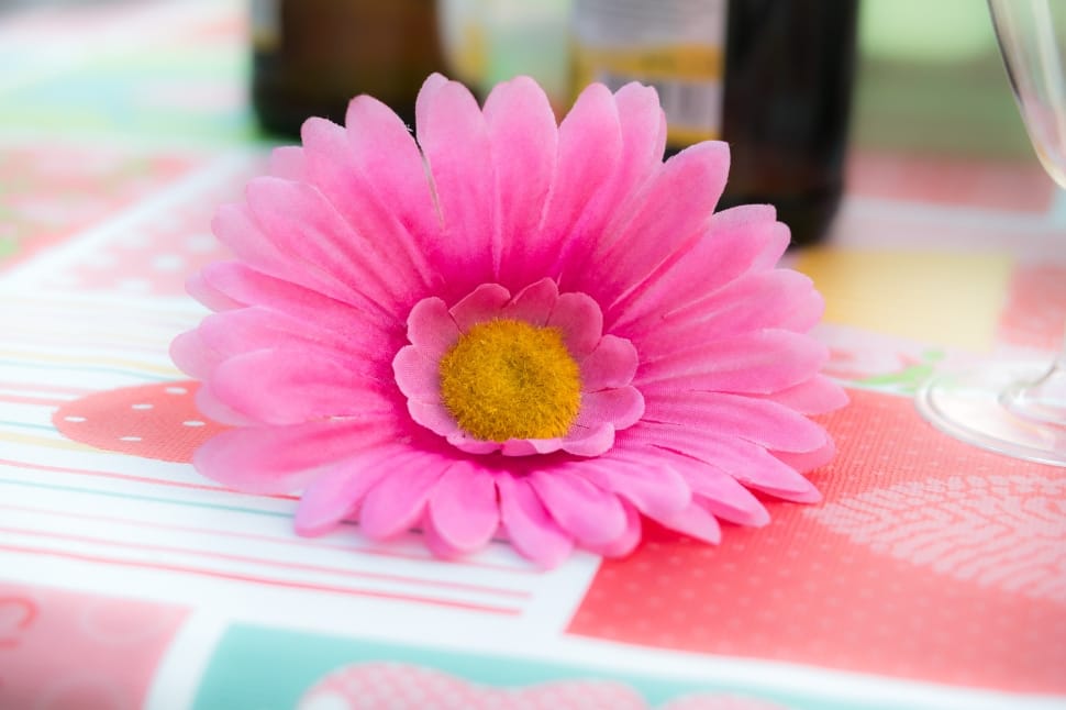 pink oxe eye daisy preview