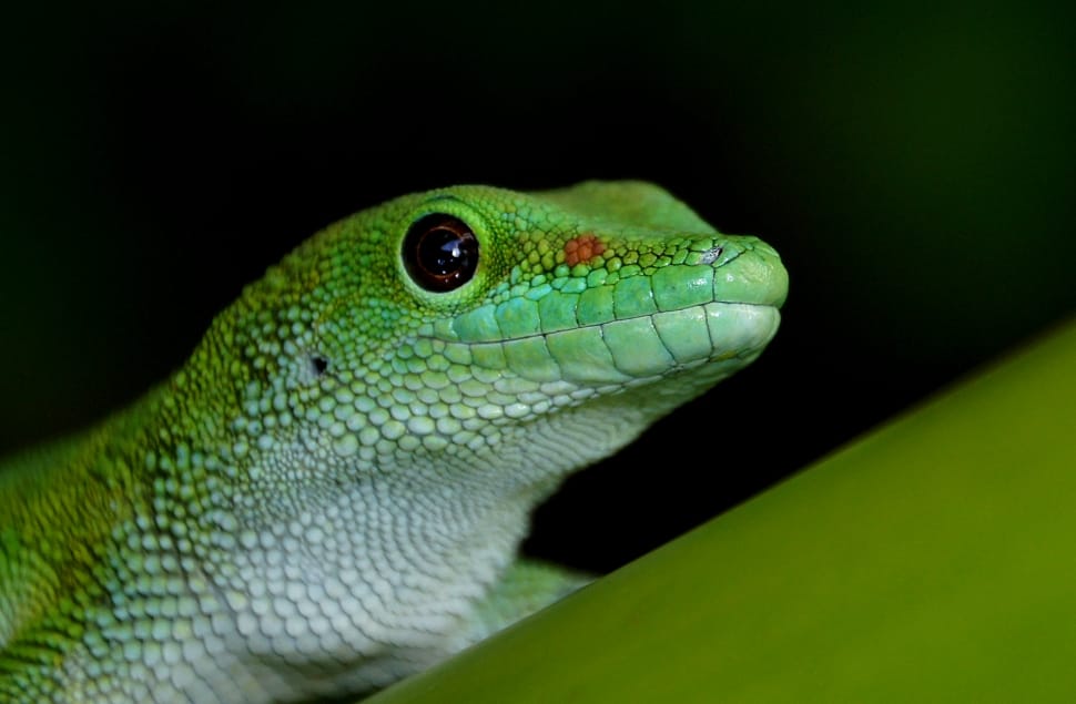 Madagascan Gecko preview