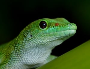 Madagascan Gecko thumbnail