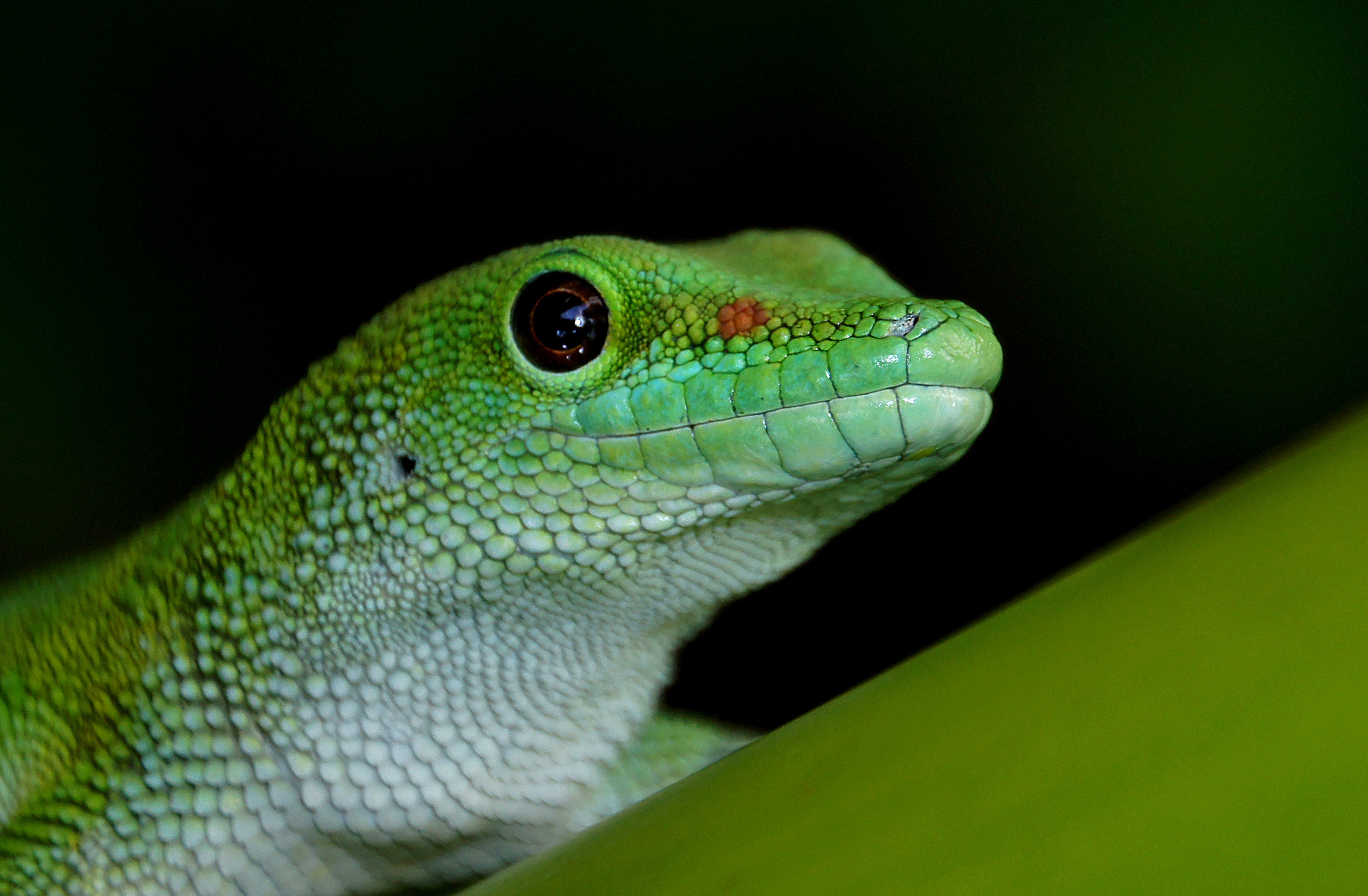Madagascan Gecko