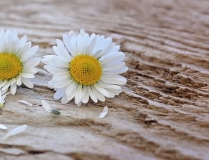shallow focus photography of two white daisy flowers thumbnail