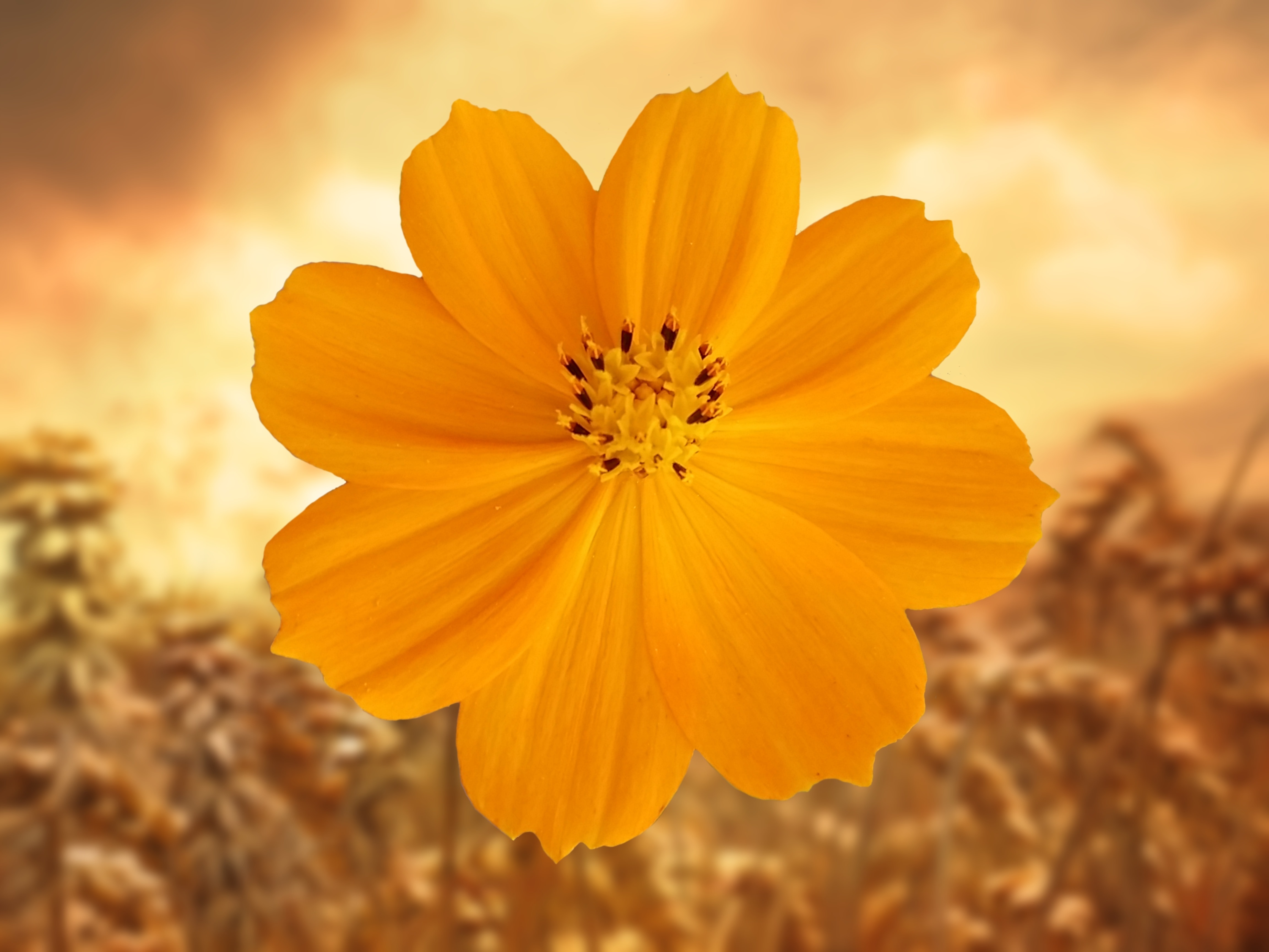 yellow pental flower