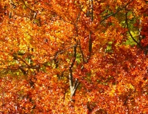 Colorful, Forest, Autumn Forest, Trees, autumn, change thumbnail