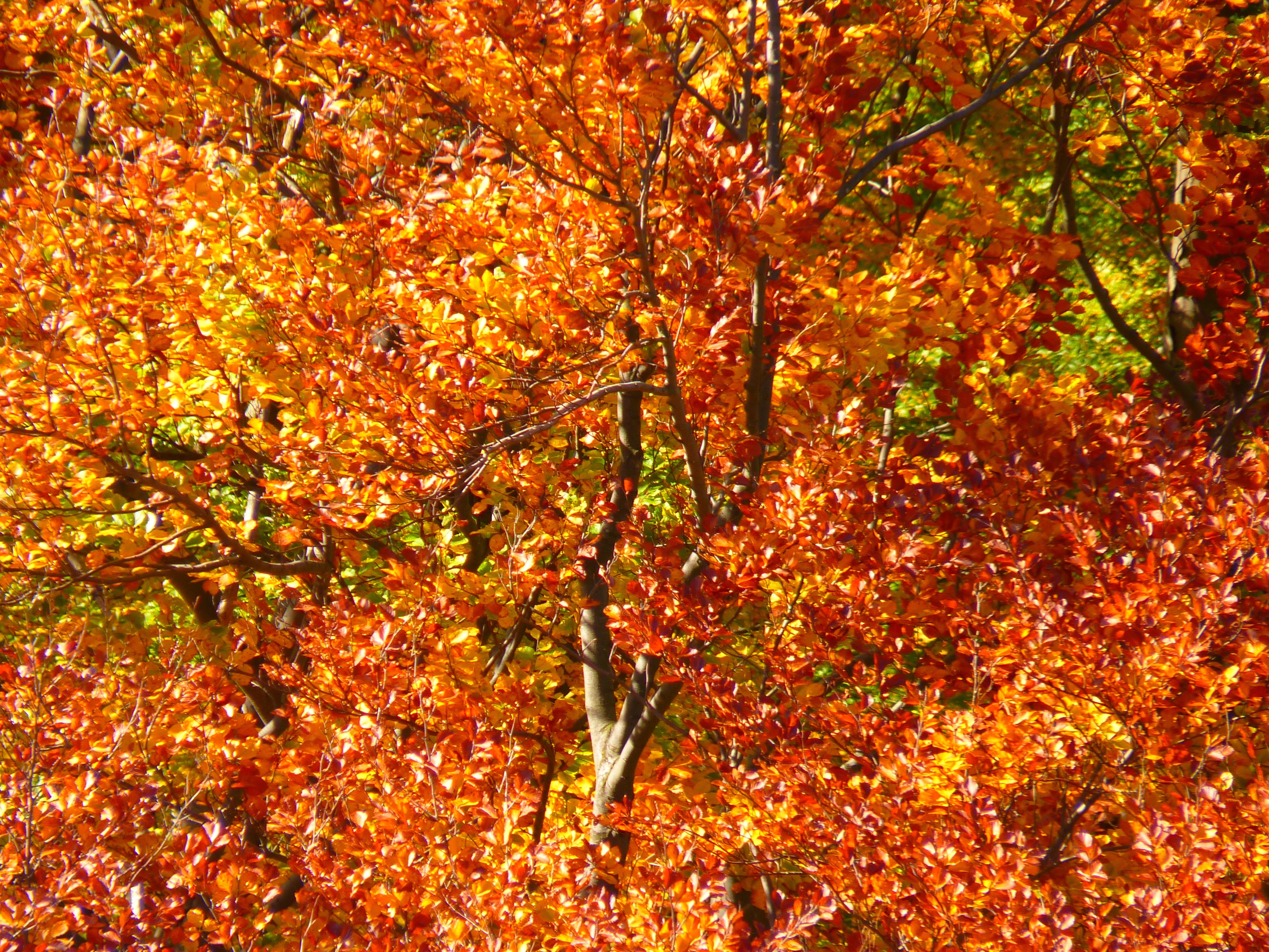 Colorful, Forest, Autumn Forest, Trees, autumn, change
