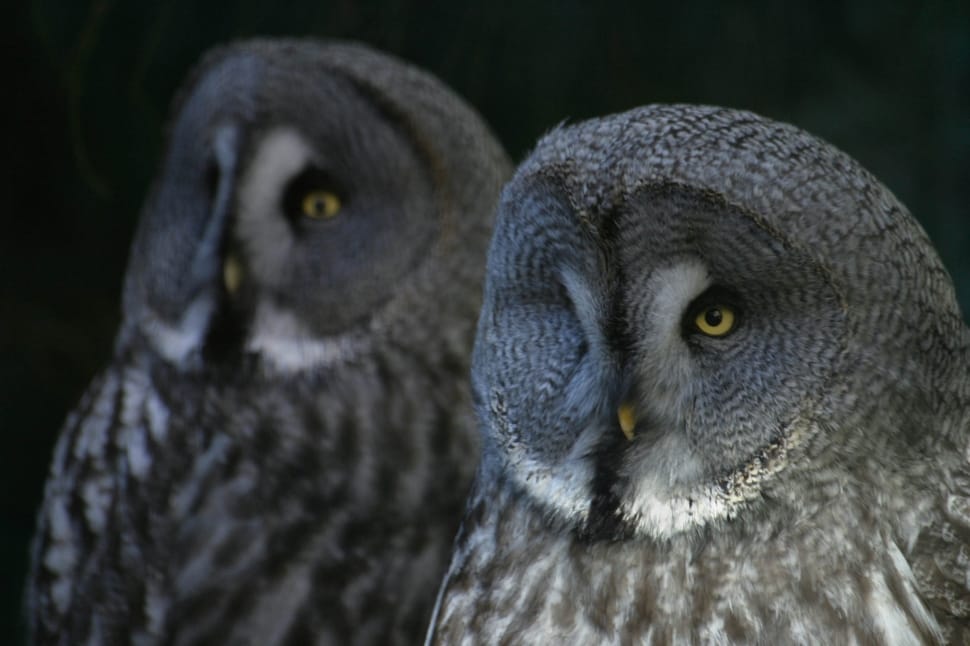 2 gray and white owls preview