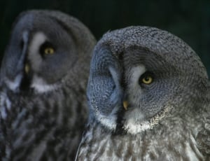 2 gray and white owls thumbnail