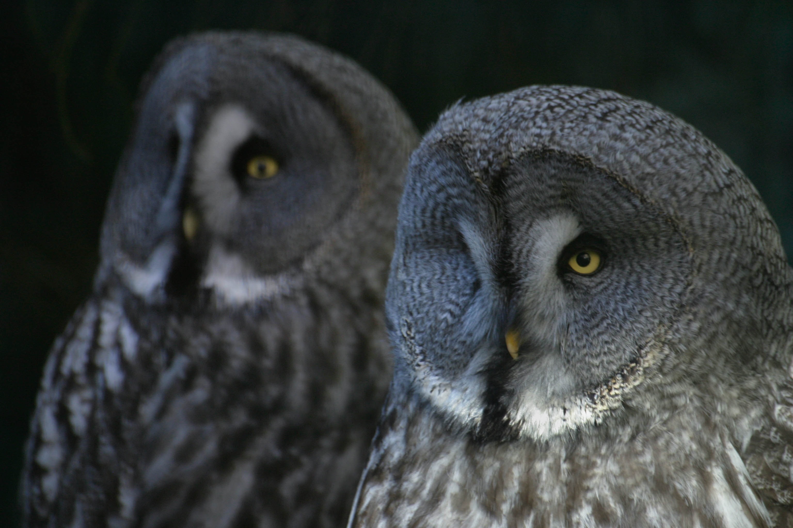 2 gray and white owls