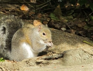 brown and black squirrel thumbnail