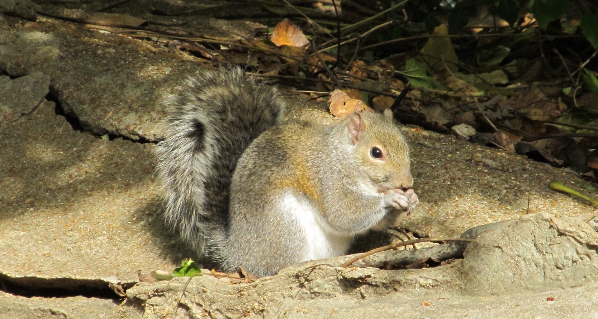 brown and black squirrel