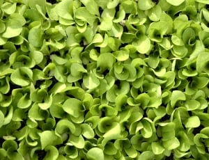 Green, Lettuce, Plant, Texture, green color, full frame thumbnail