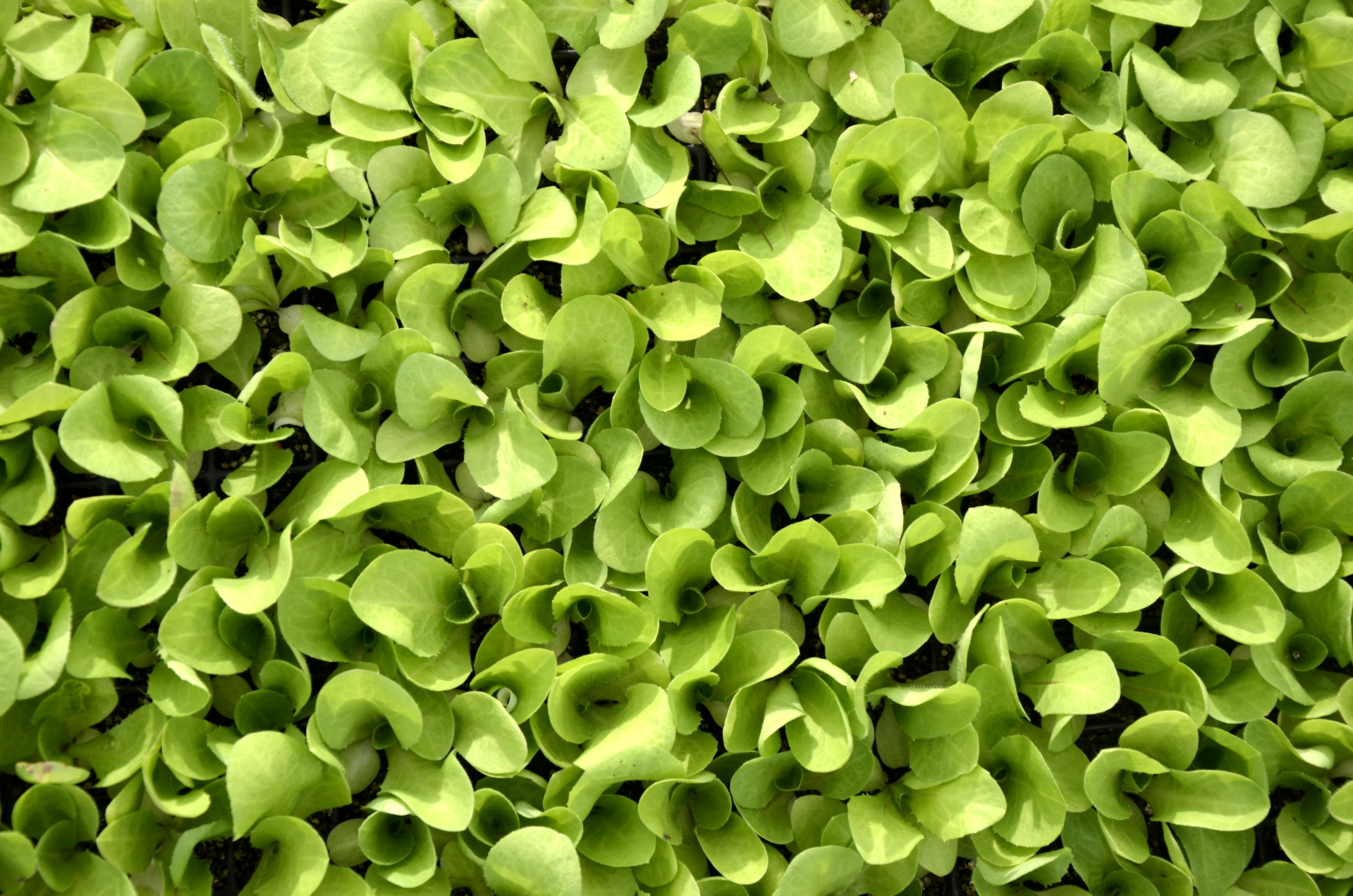 Green, Lettuce, Plant, Texture, green color, full frame