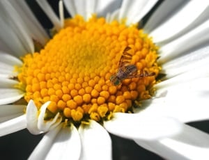 white and yellow petaled flower with bee thumbnail