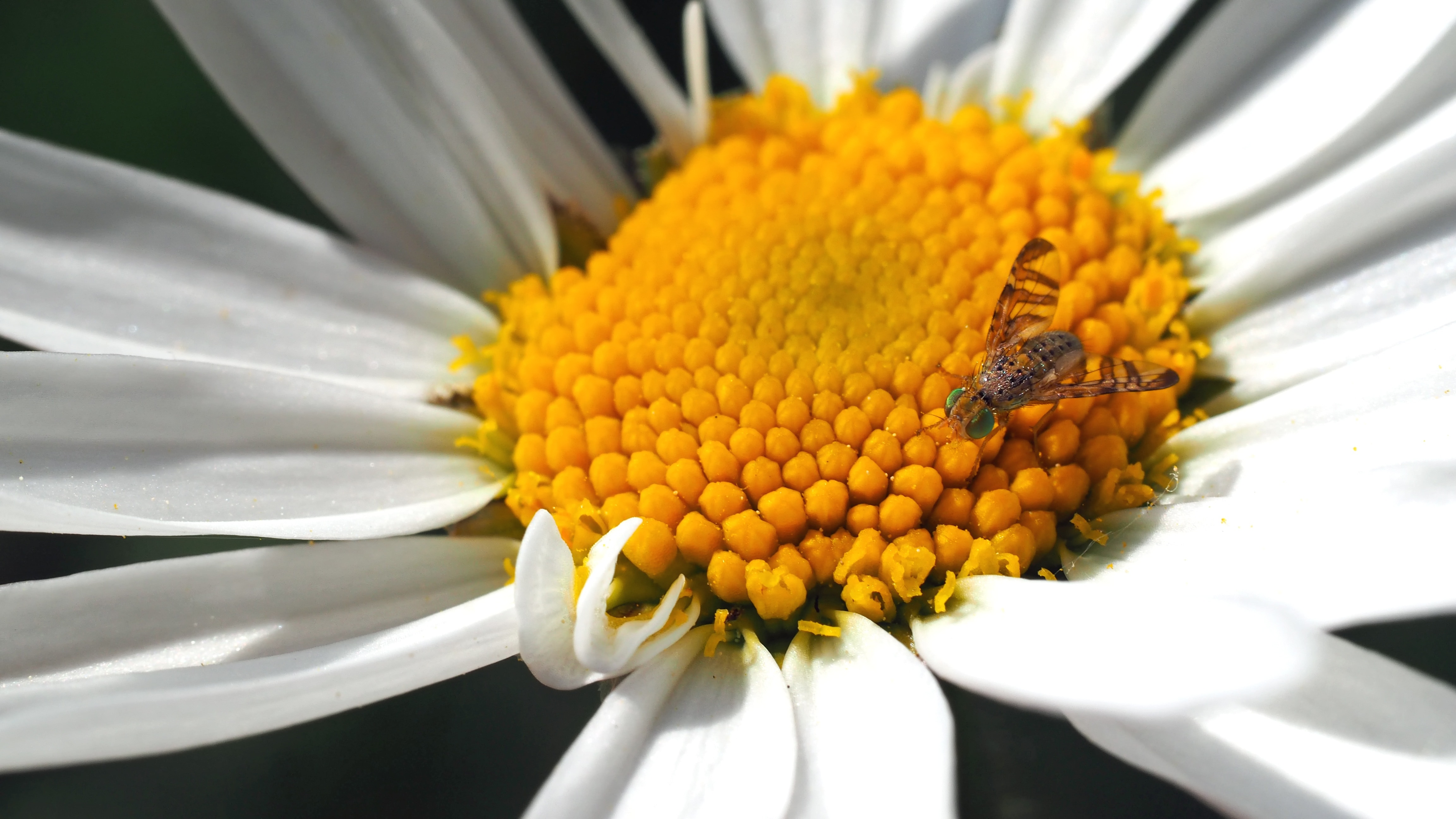 white and yellow petaled flower with bee