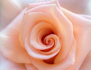 Rose, Flowers, Plant, Bloom, Blossom, rose - flower, flower thumbnail