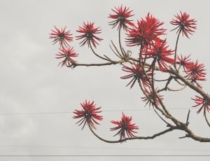 red flower tree thumbnail