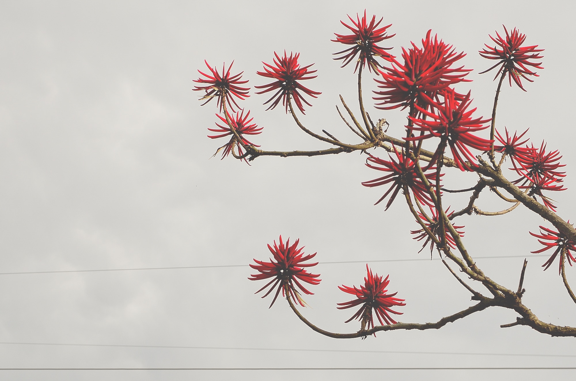 red flower tree