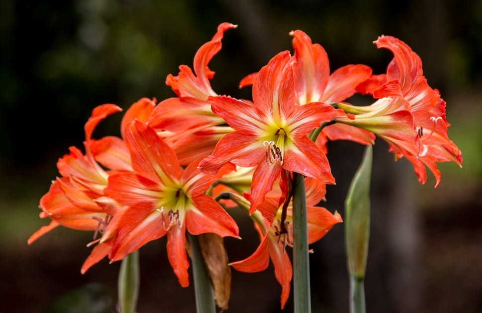 orange day lilies preview
