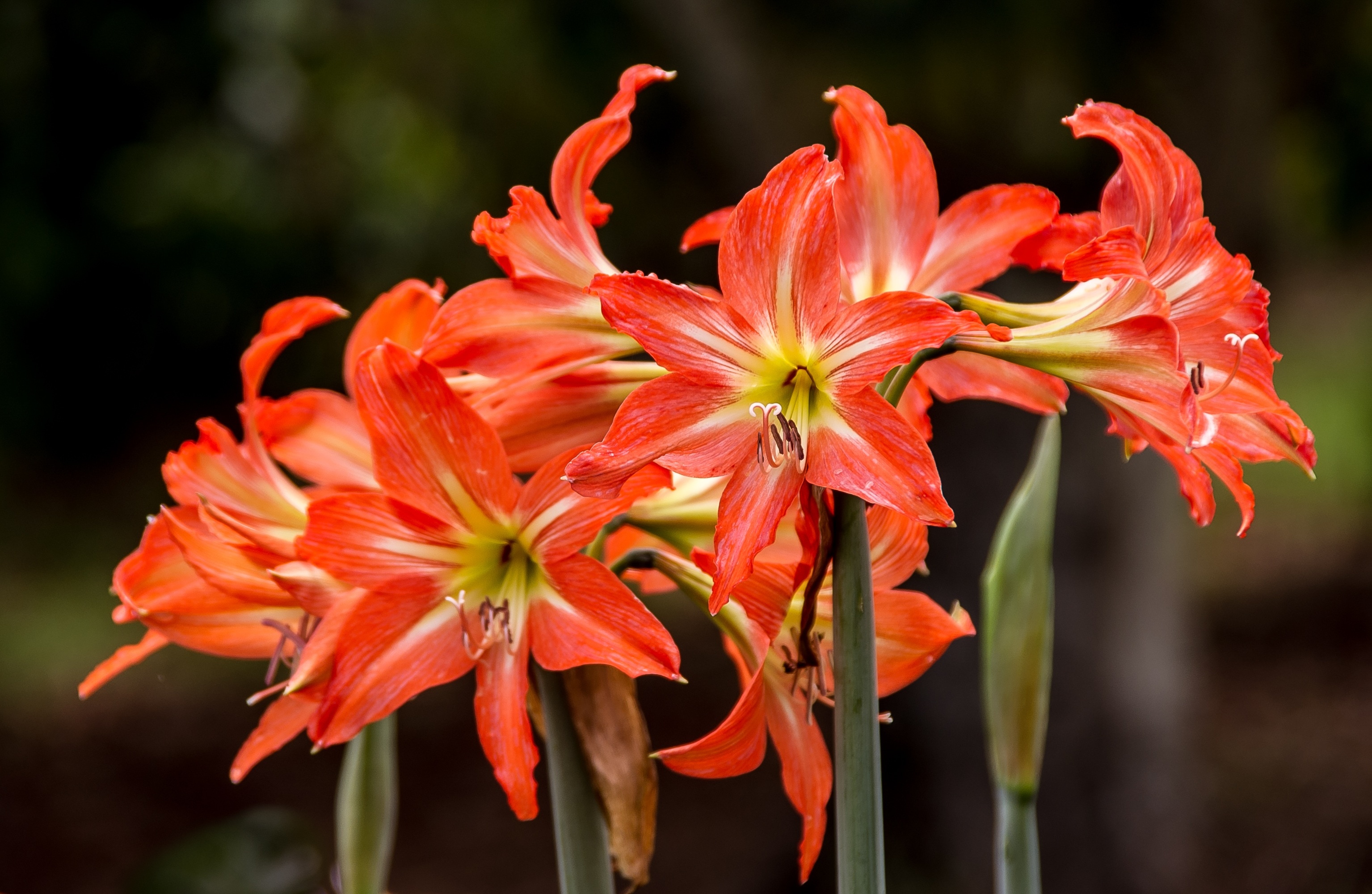 orange day lilies