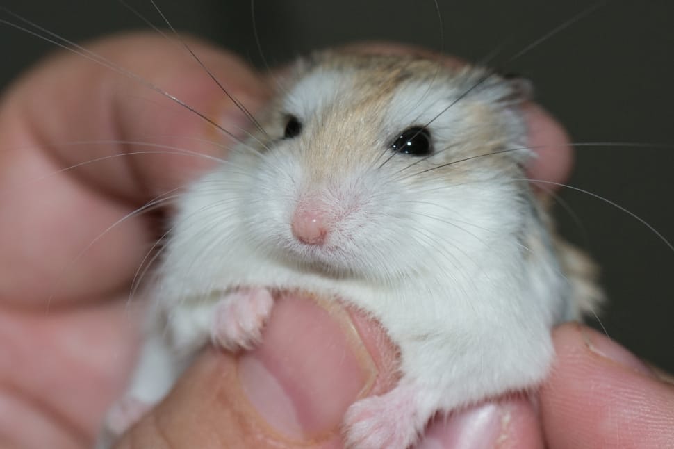 brown and white hamster preview