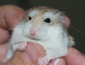 brown and white hamster thumbnail