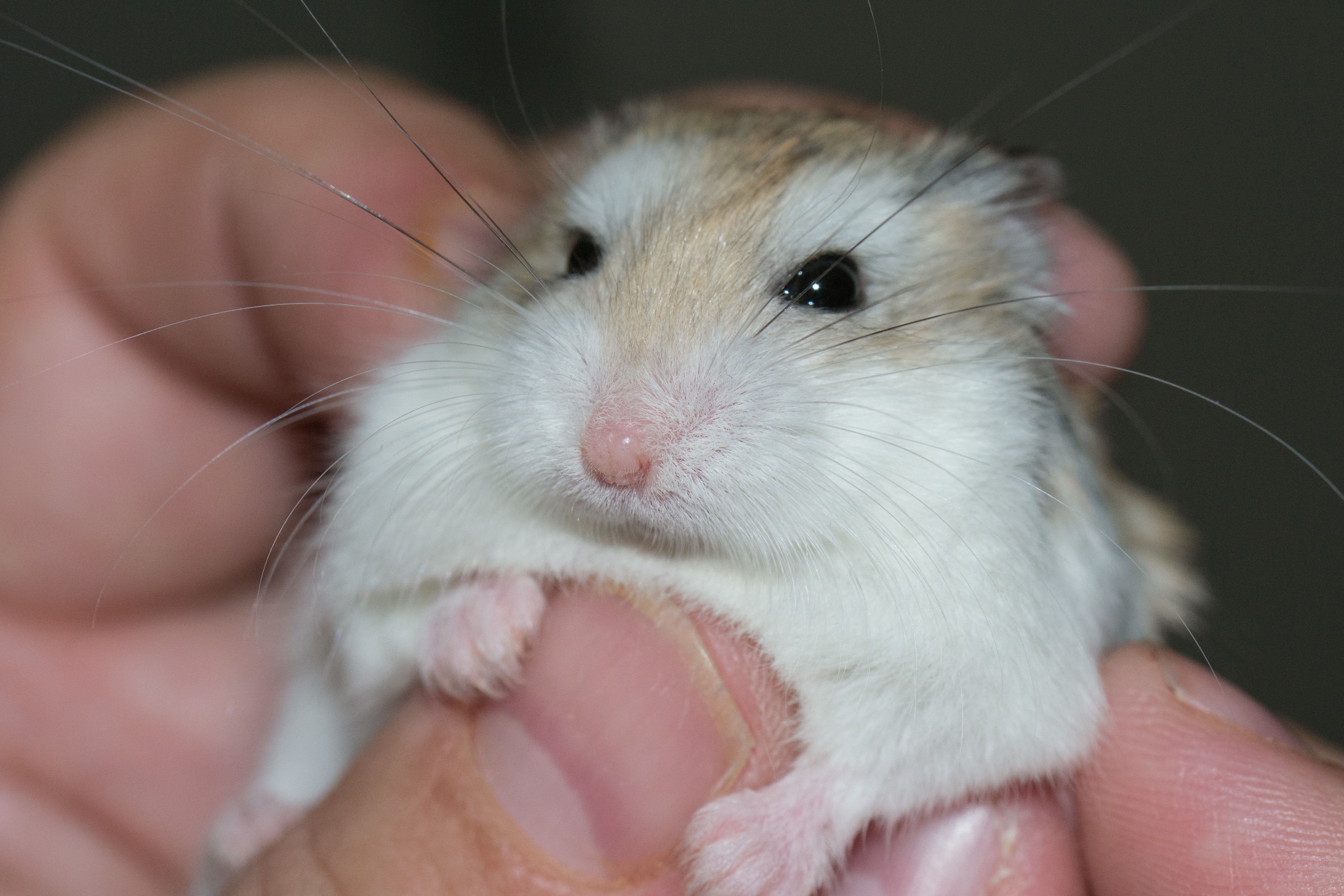 brown and white hamster