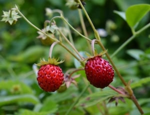2 red raspberries thumbnail