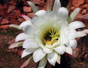 White, Cactus, Flowering, Flower, Plant, flower, petal thumbnail