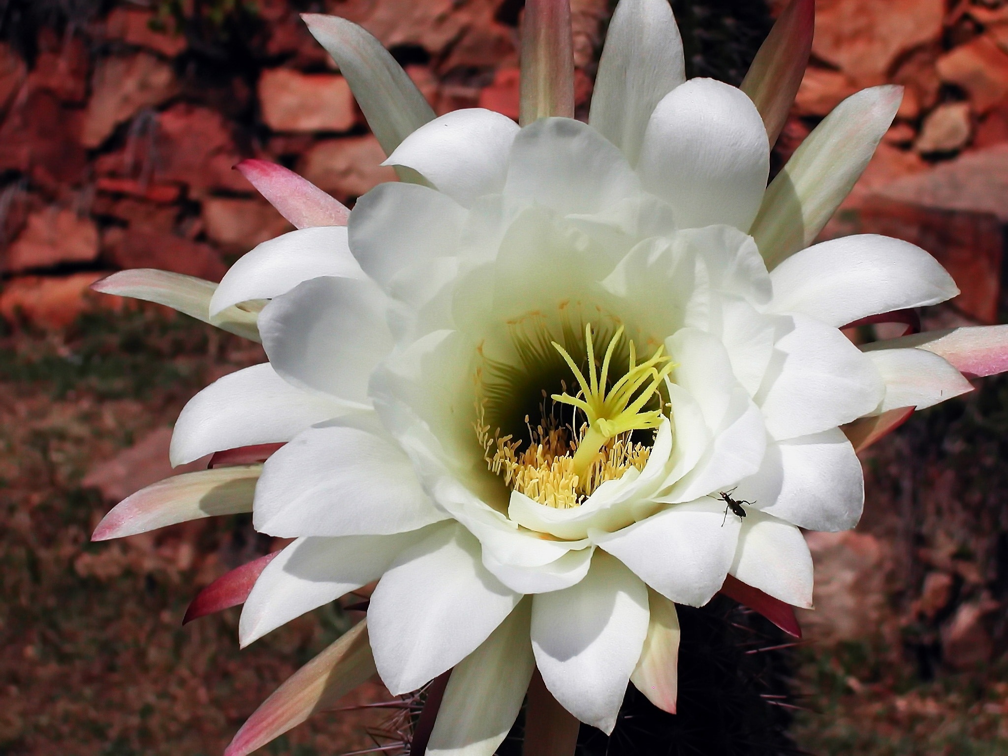 White, Cactus, Flowering, Flower, Plant, flower, petal