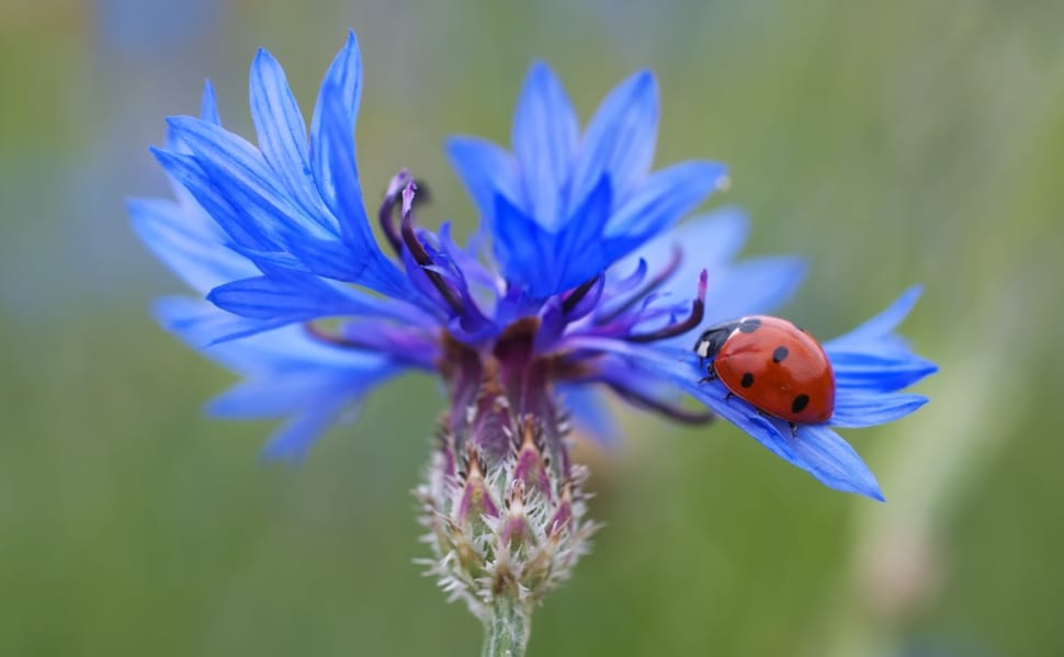 blue flower and lady bug preview