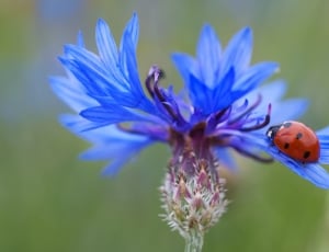 blue flower and lady bug thumbnail