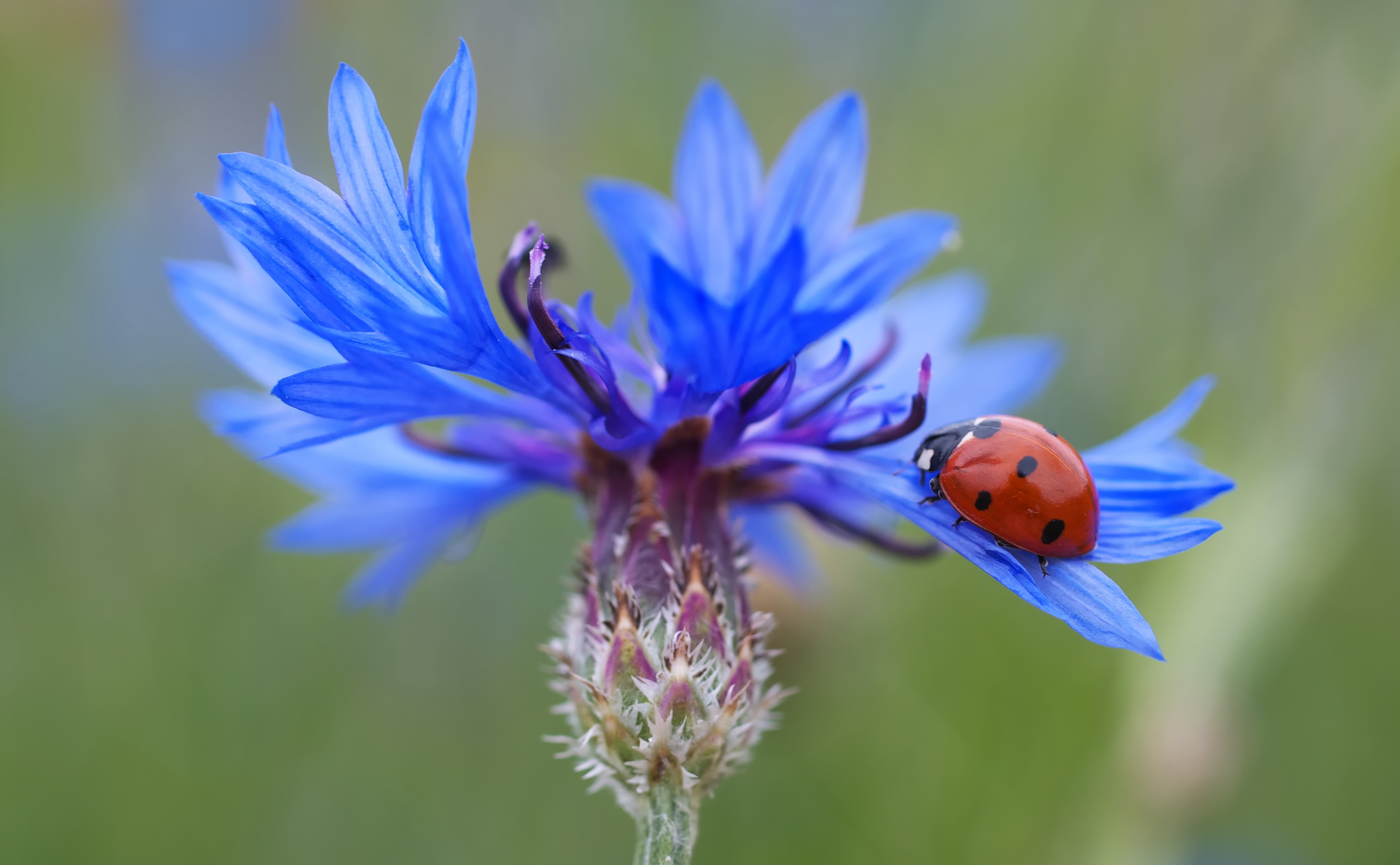 blue flower and lady bug