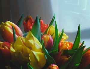 Yellow, Bright, Tulips, Flowers, Spring, flower, freshness thumbnail